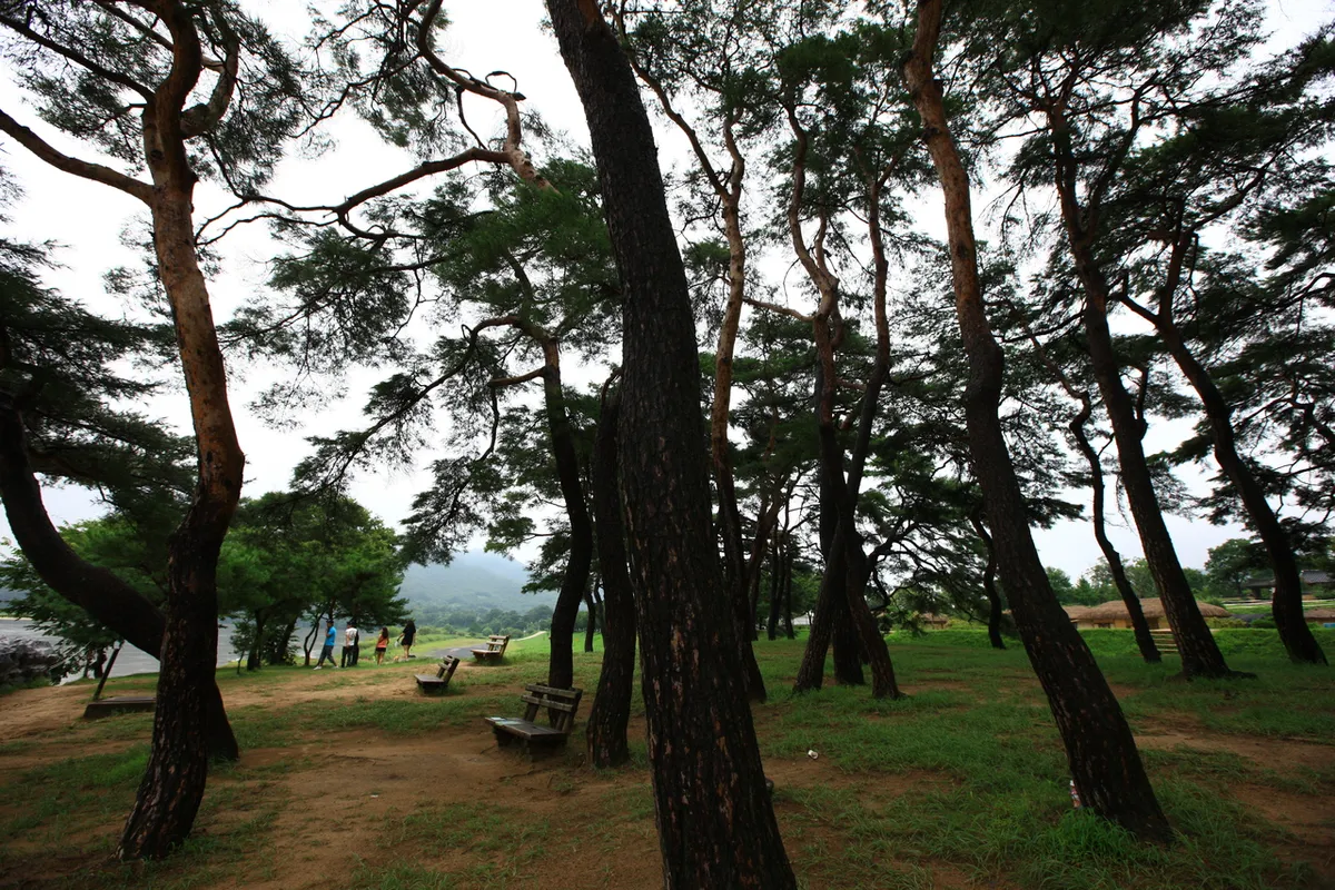 Pine grove area beside traditional houses in Andong Hahoe Village