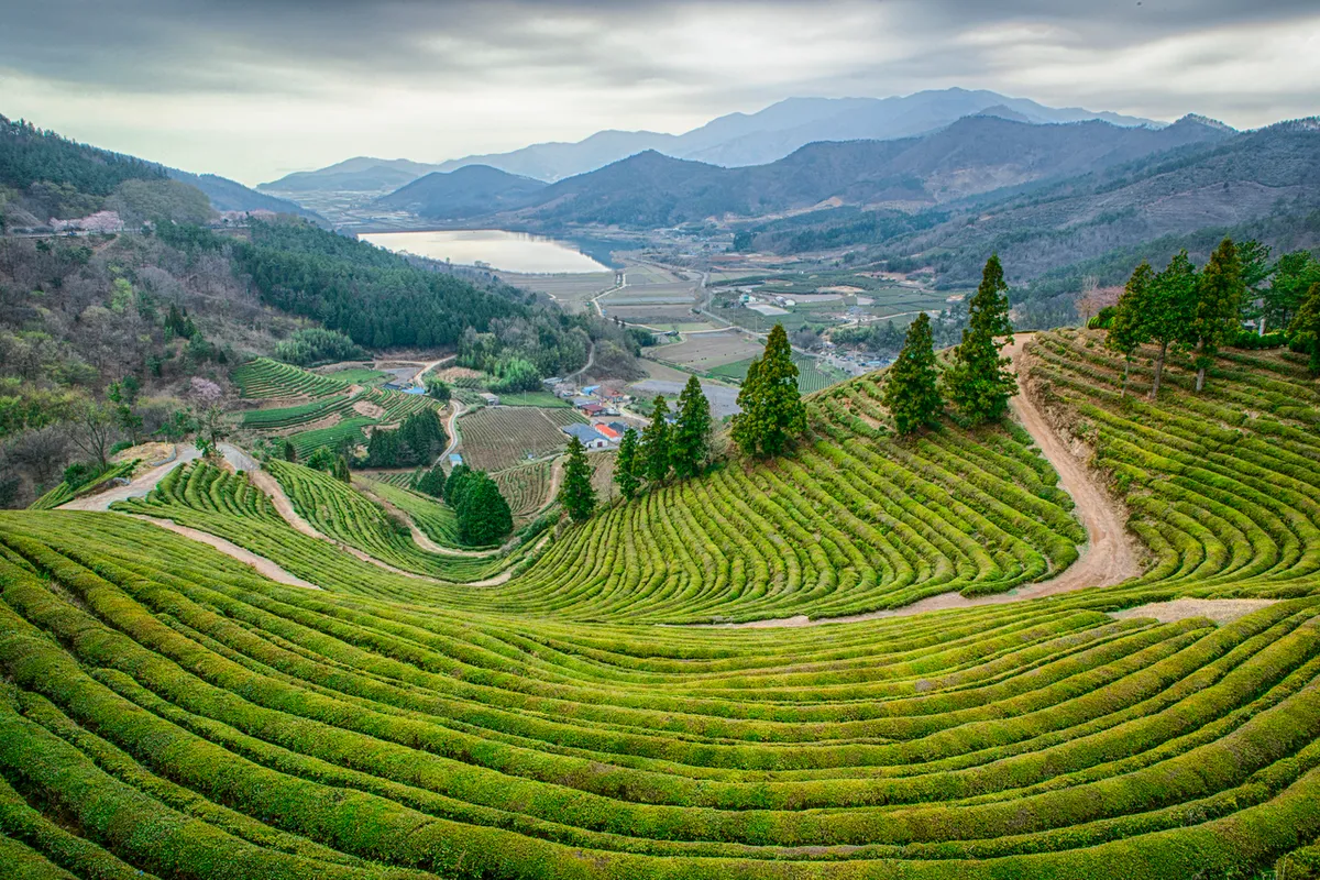 Boseong Green Tea Fields Guide