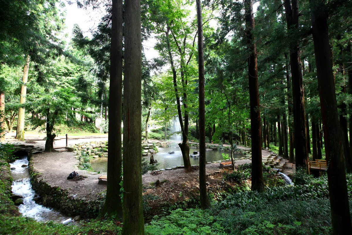 Cedar trees beside a stream at Boseong Green Tea Fields