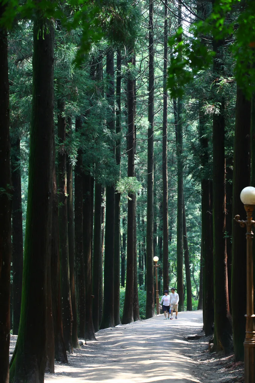 Cedar forest path at Boseong Green Tea Fields