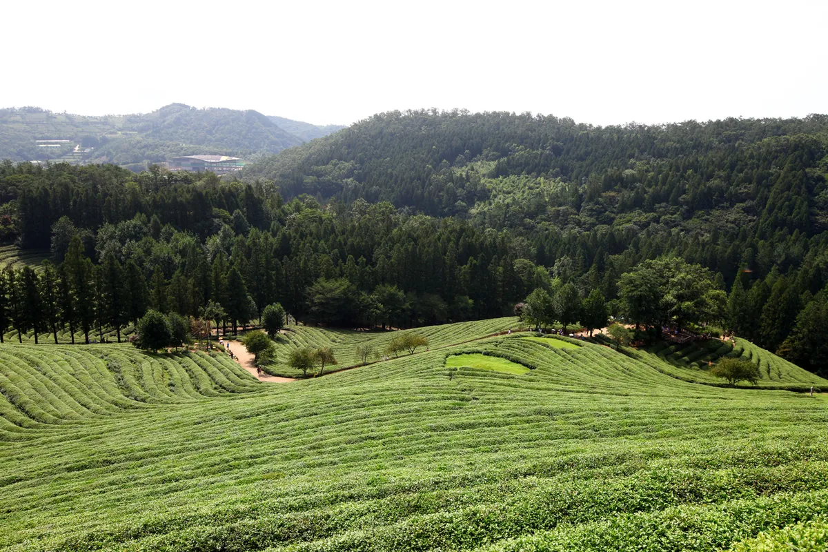 Tea fields and cedar trees at Boseong Green Tea Fields