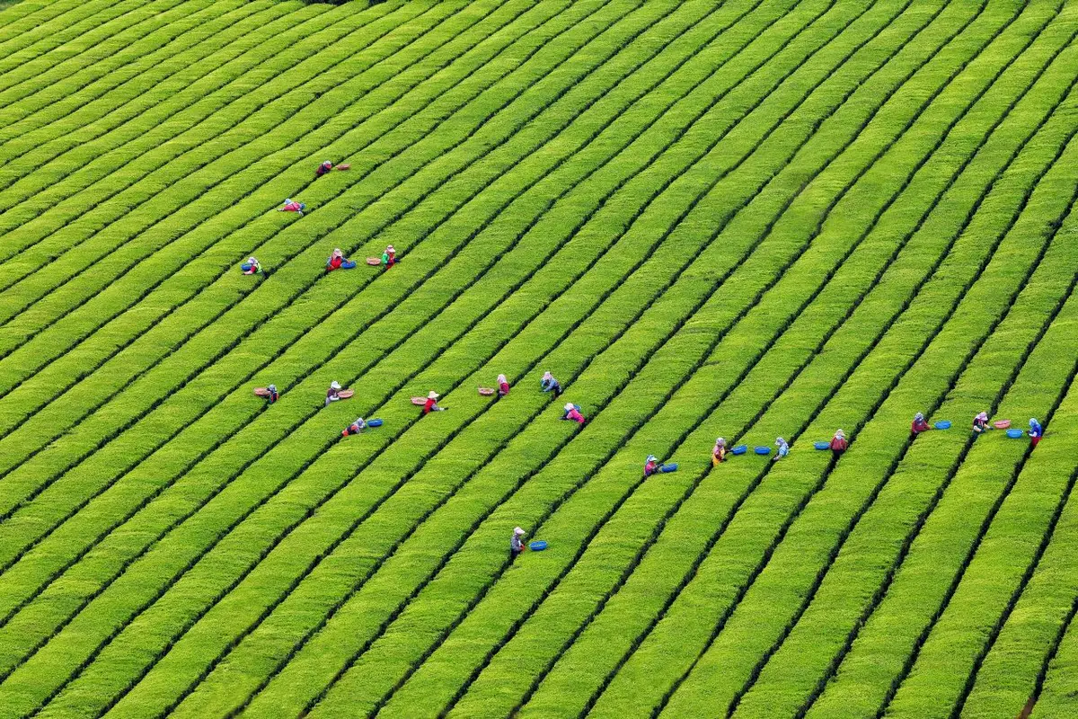 Tea workers among parallel rows at Boseong Green Tea Fields