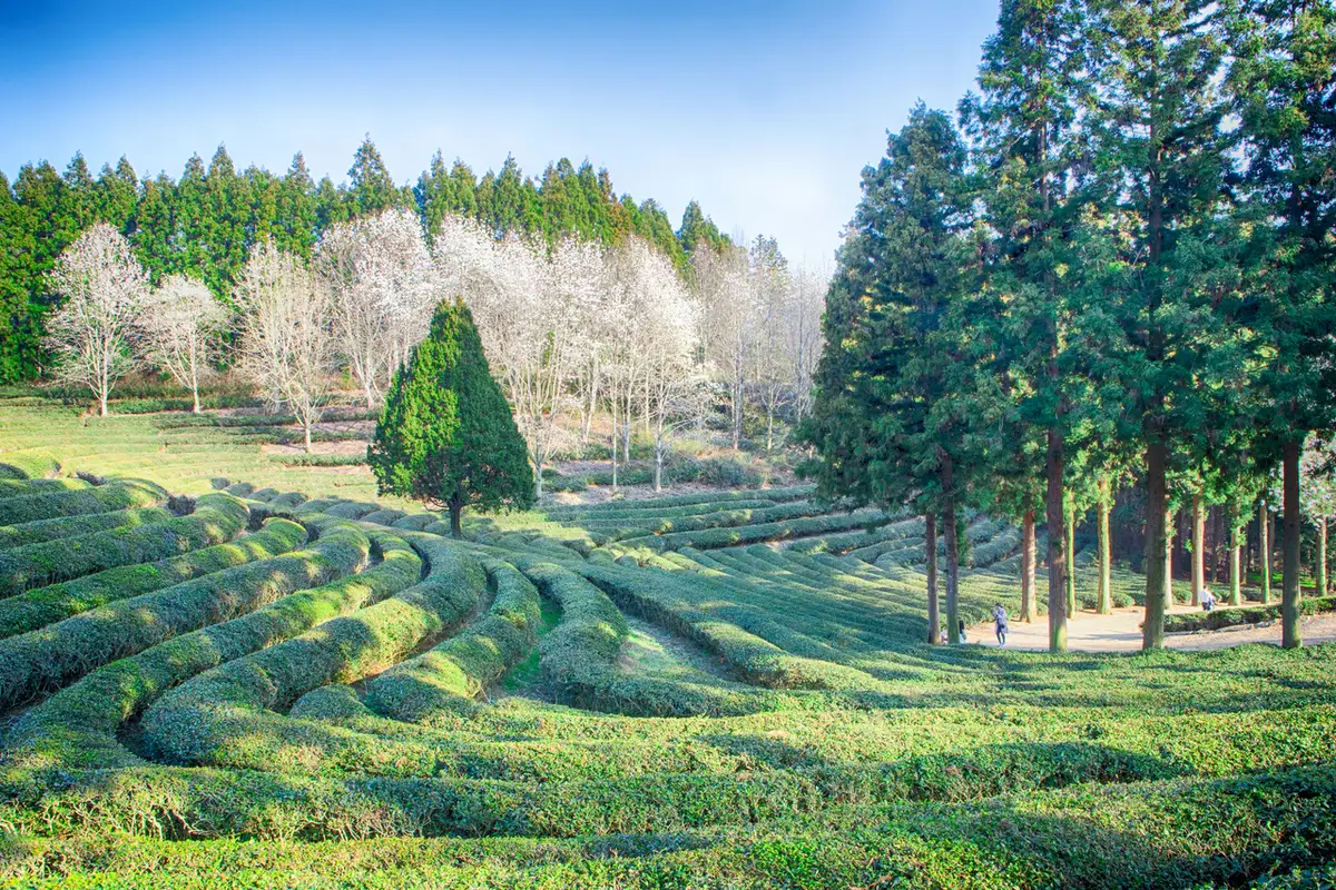 Rounded tea shrubs and cedar trees at Boseong Green Tea Fields