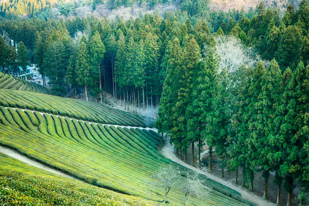 Tea rows beside a cedar grove at Boseong Green Tea Fields