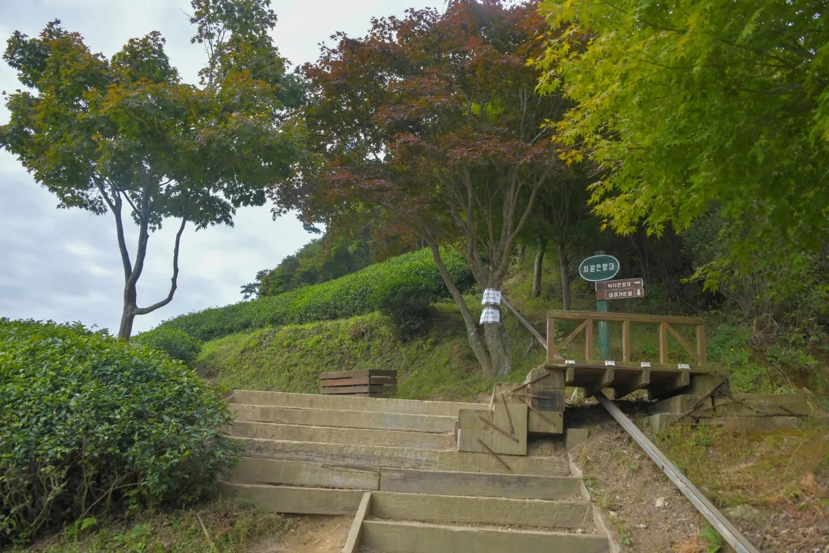Steps beside tea rows at Boseong Green Tea Fields