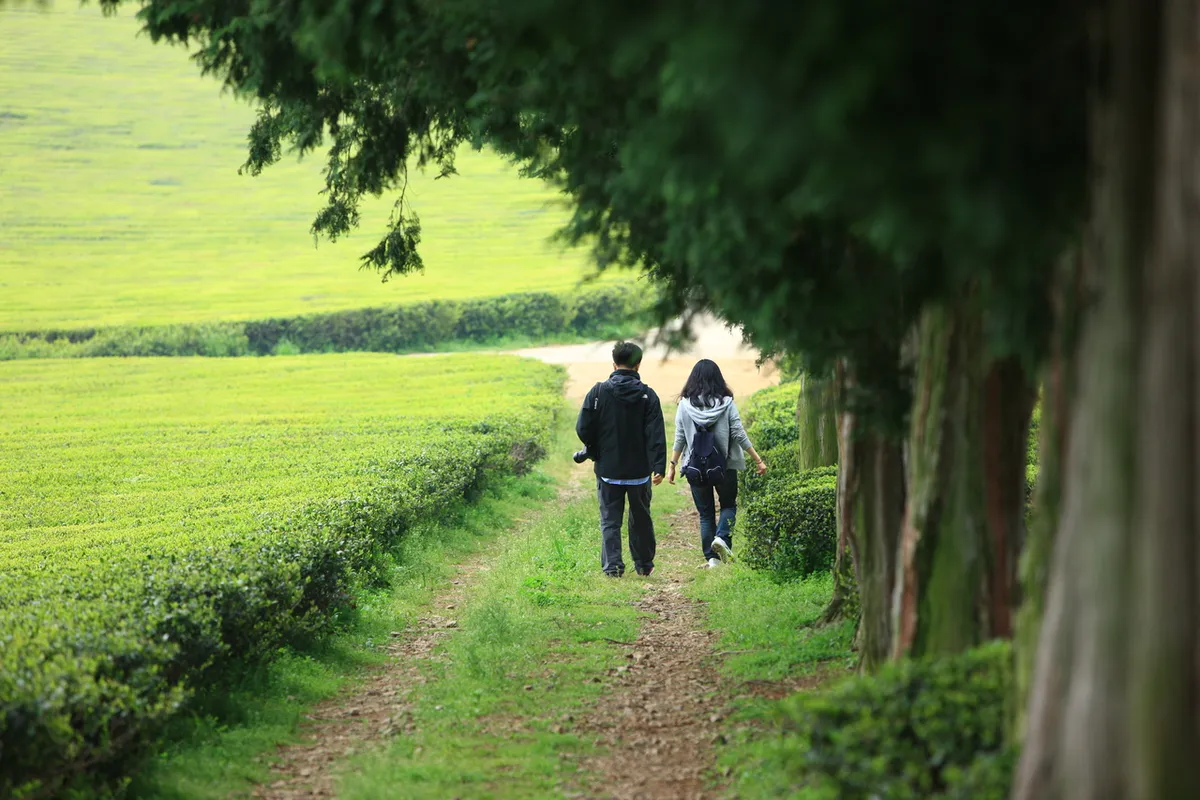 Visitors walking between tea rows at Boseong Green Tea Fields