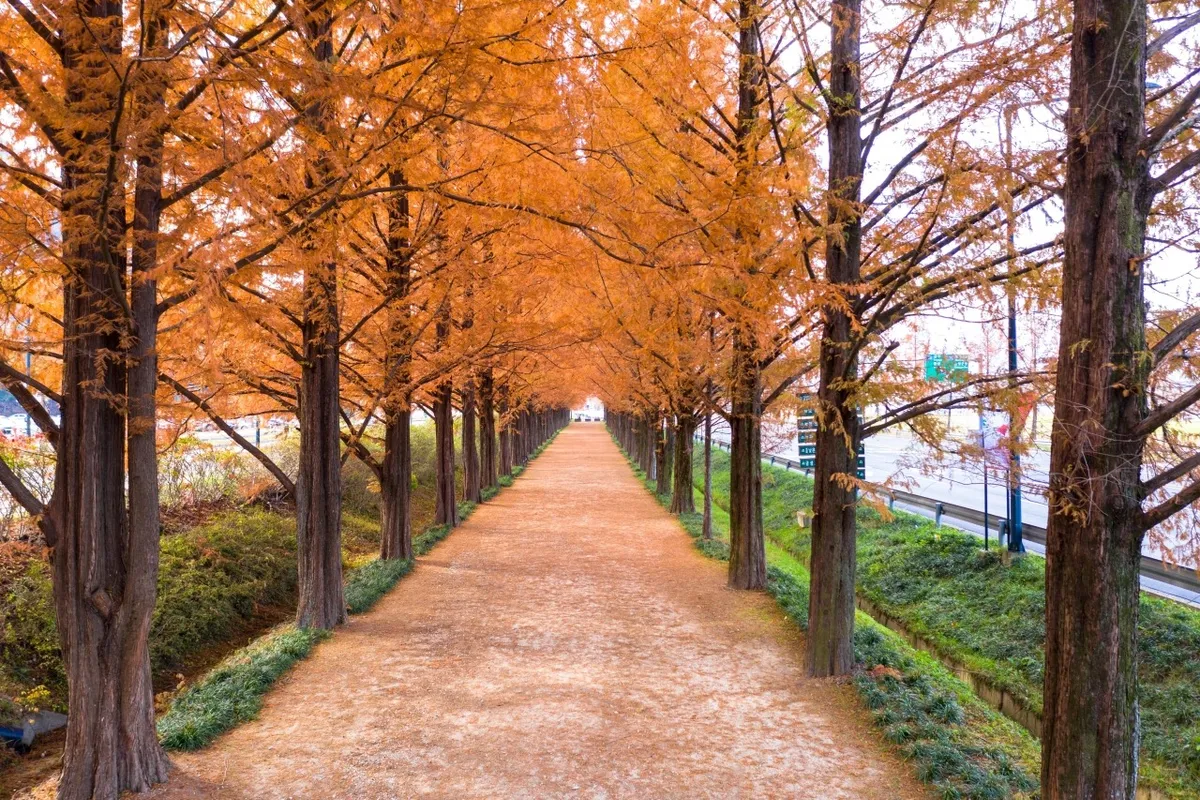 Damyang Metasequoia Road Guide