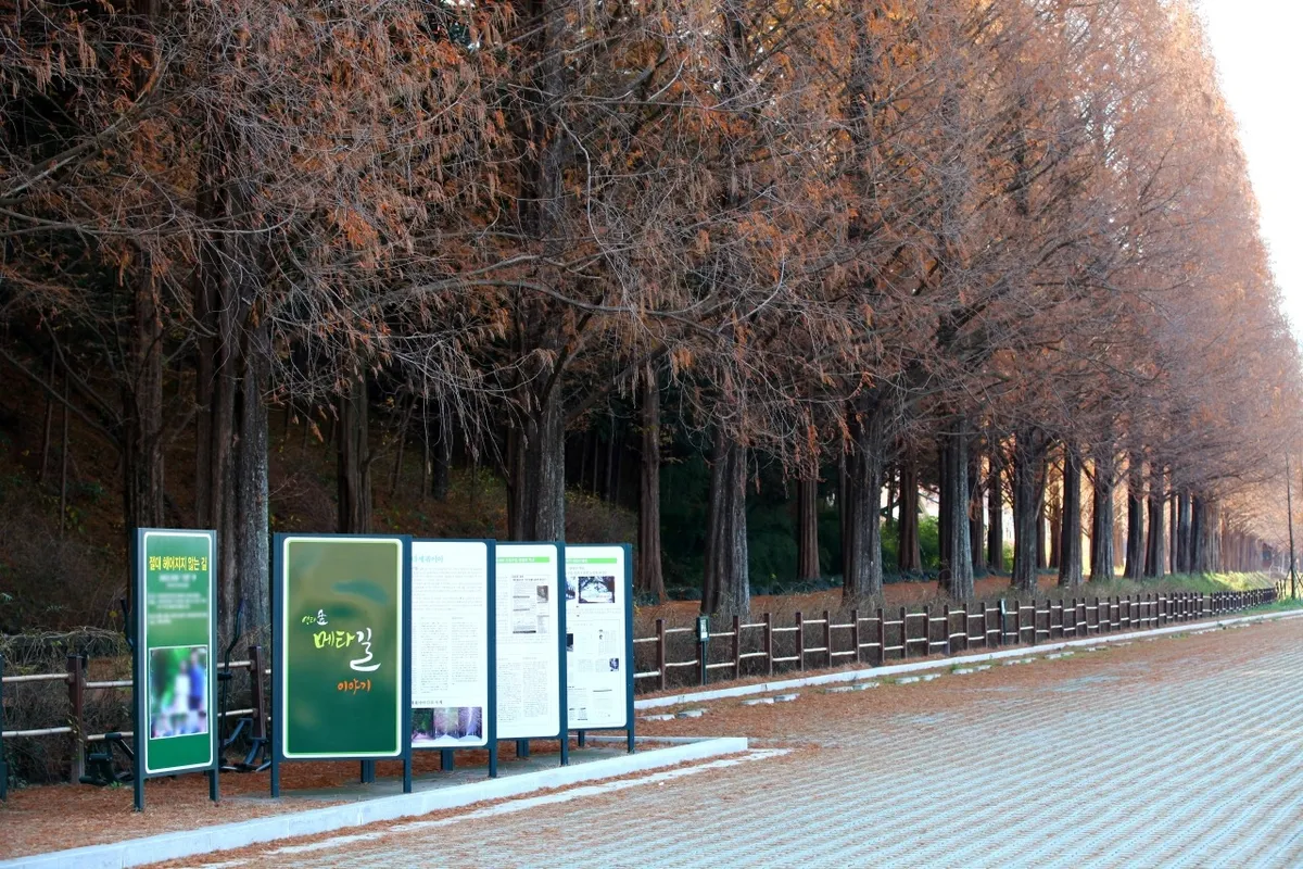 Leafless metasequoia rows and visitor information panels in Damyang