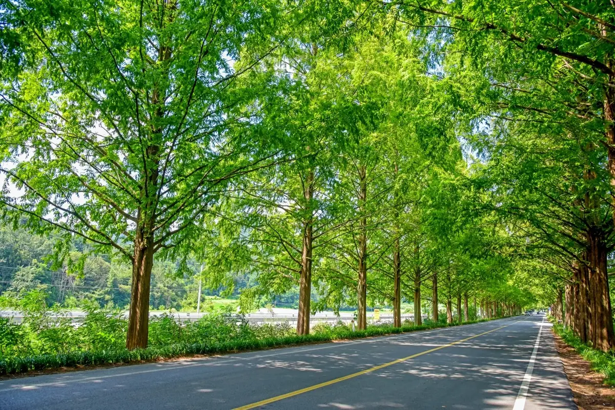 Paved roadway beneath the green canopy of Damyang Metasequoia Road