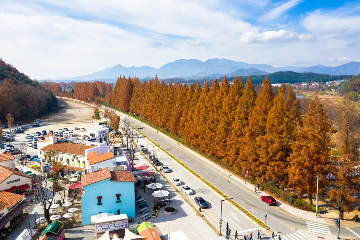 Aerial view of the autumn metasequoia corridor and adjacent visitor area in Damyang