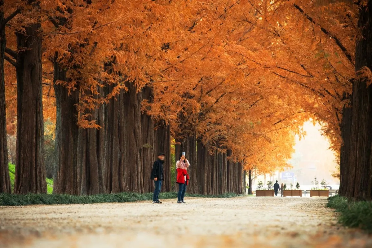 Visitors walking through orange autumn foliage on Damyang Metasequoia Road