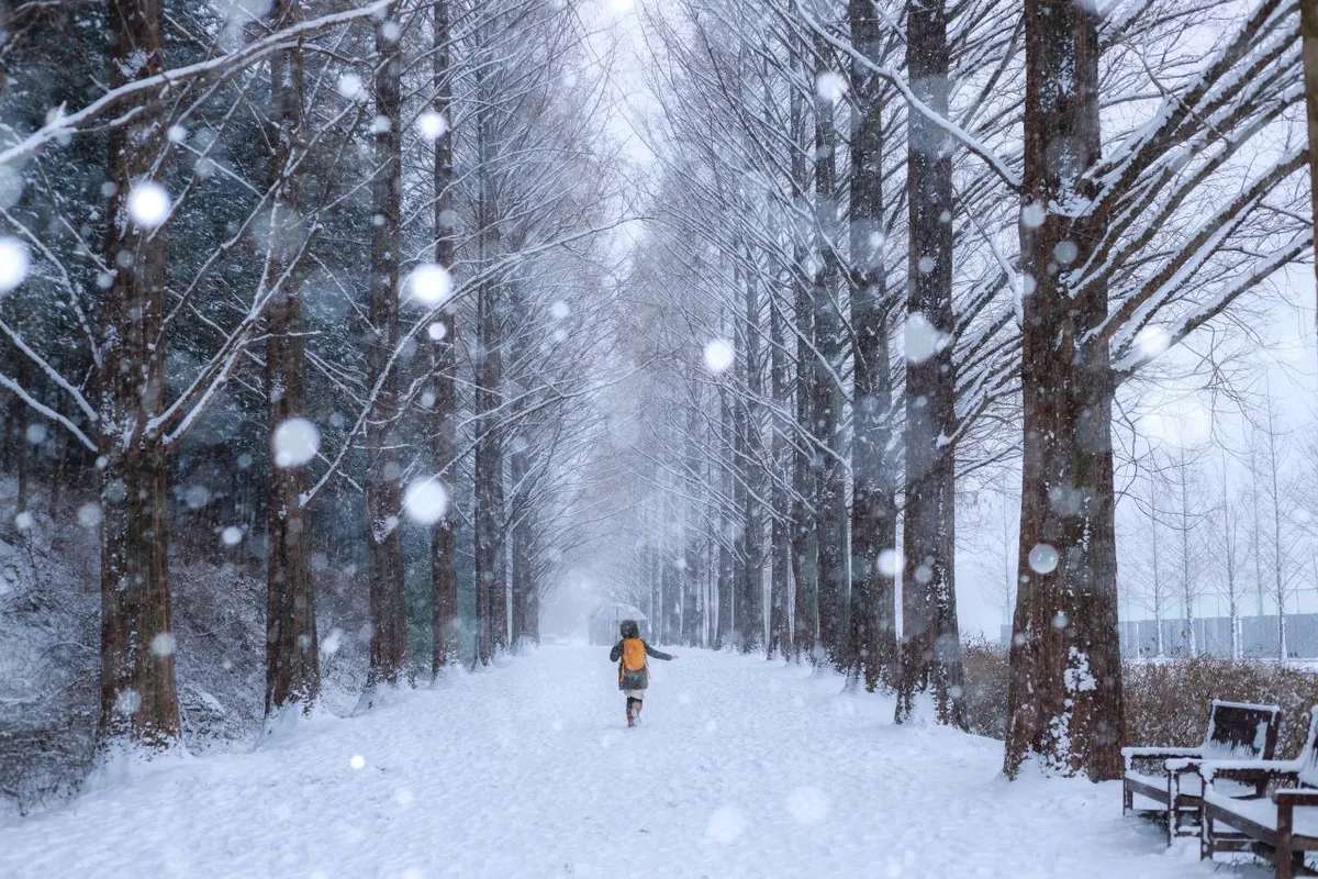 Snow-covered winter path and bare metasequoia trees in Damyang