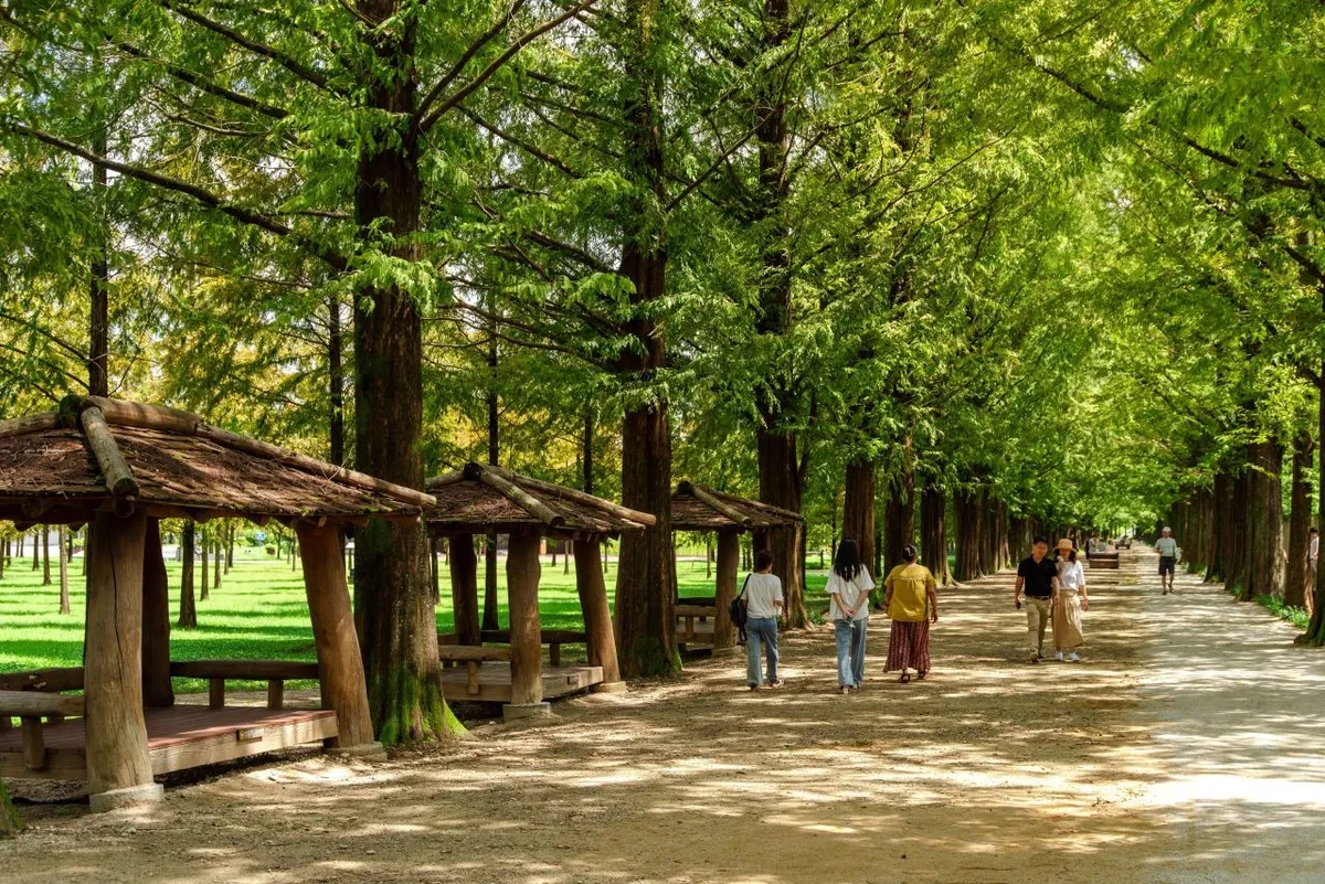 Wooden shelters and visitors in the green walking area at Damyang Metasequoia Road