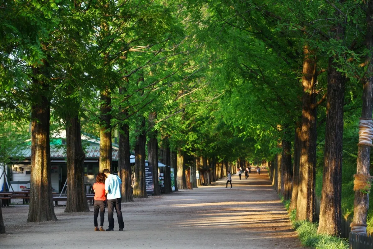 Pedestrians walking beneath green tree rows on Damyang Metasequoia Road