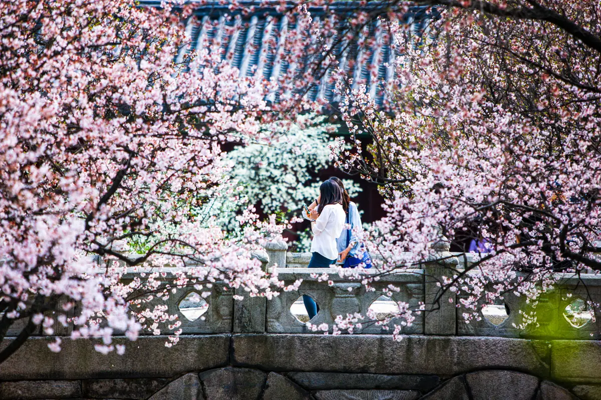 Cherry blossoms surrounding a stone bridge at Changgyeonggung Palace in spring for Korea weather planning