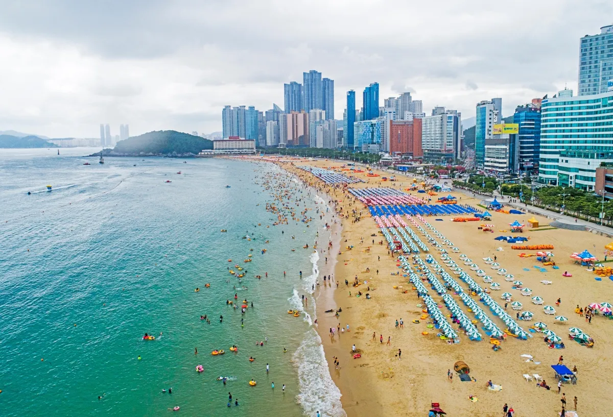 Haeundae Beach with swimmers and rows of parasols during summer weather in Busan