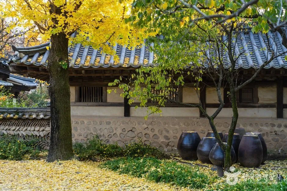 Tiled-roof building and dark jars beneath yellow autumn leaves