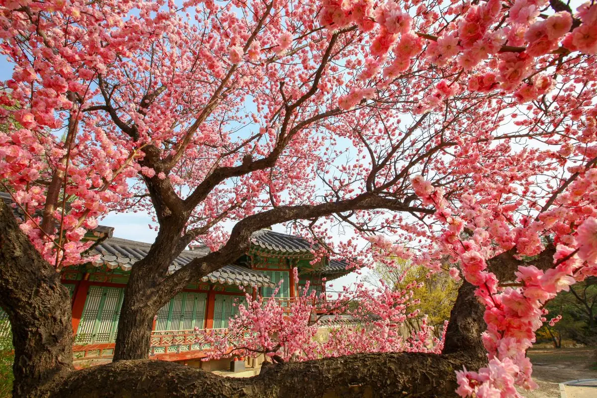 Changdeokgung palace grounds in Jongno-gu for most visited places in Korea