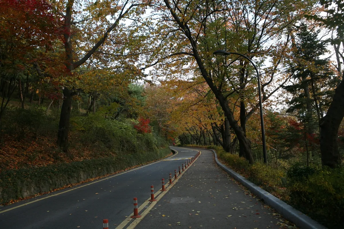 Tree-lined paved walking road through Namsan Park in autumn