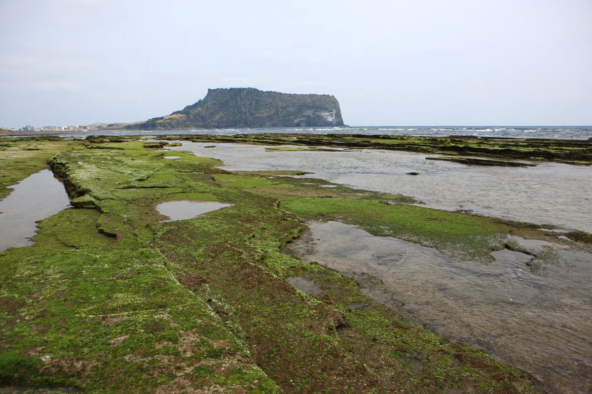 Seongsan Ilchulbong guide view of the tuff cone across shallow coastal water and green rock flats