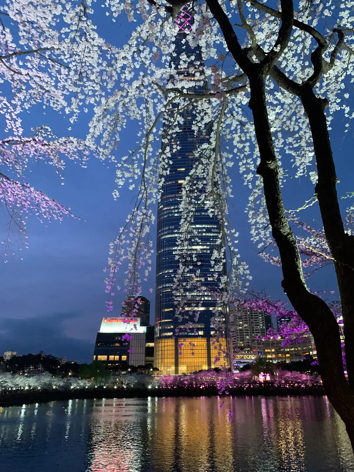 Seoul Cherry Blossoms: Best Lotte World Tower Night Views at Seokchon Lake - 1