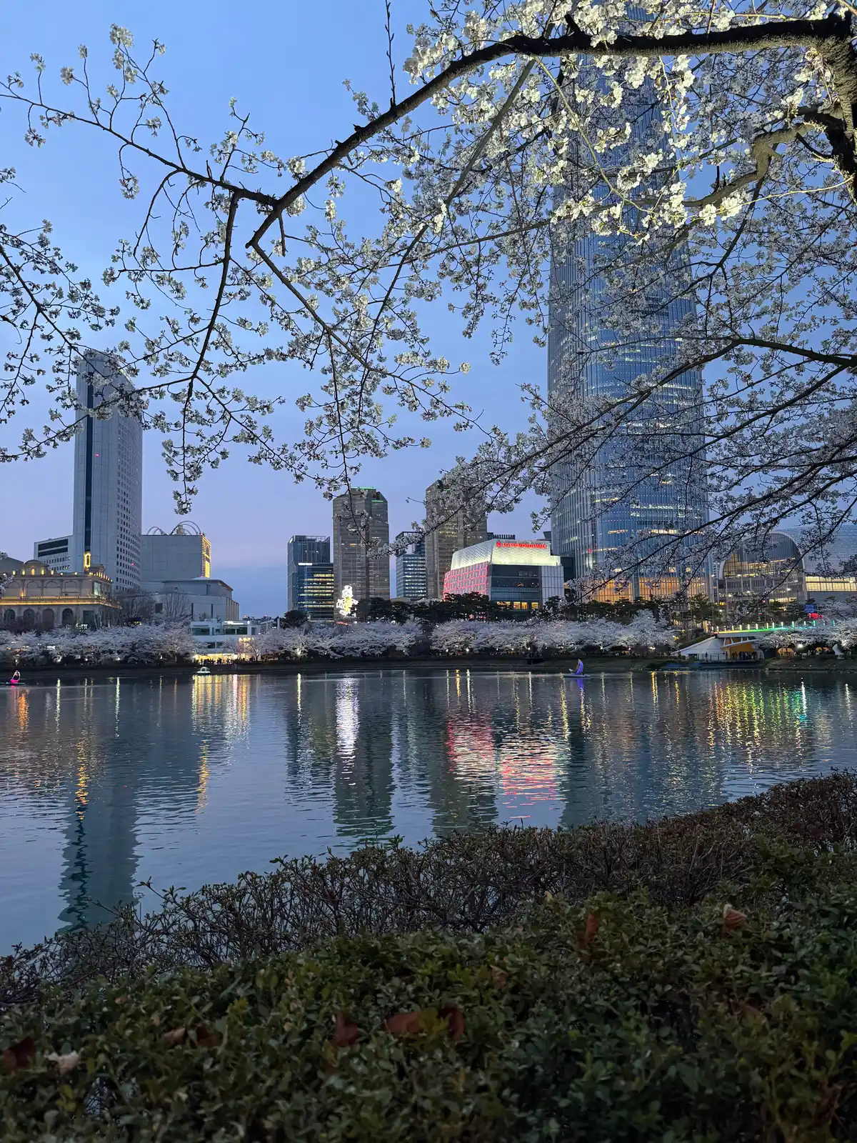Seoul Cherry Blossoms: Best Lotte World Tower Night Views at Seokchon Lake - 2