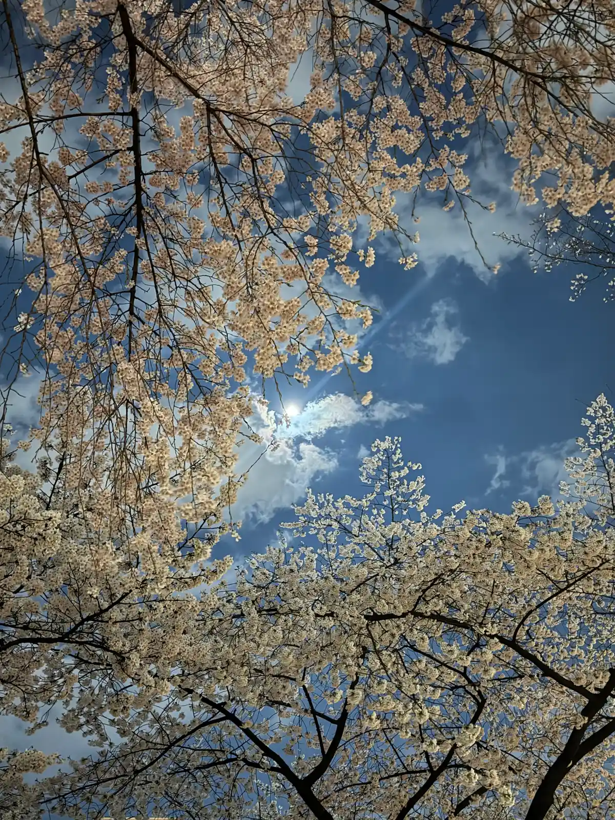 Seoul Cherry Blossoms: Best Lotte World Tower Night Views at Seokchon Lake - 5