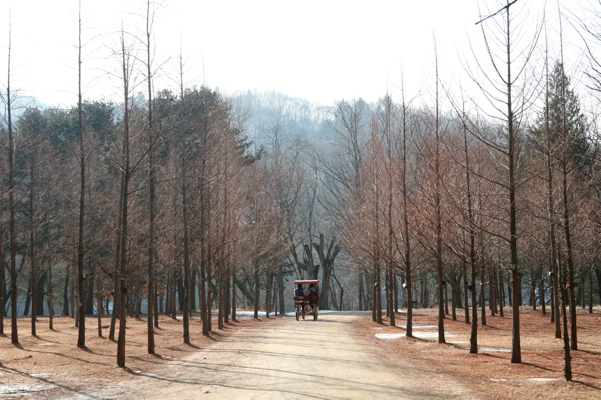 Tree-lined path on Nami Island for a day trip from Seoul