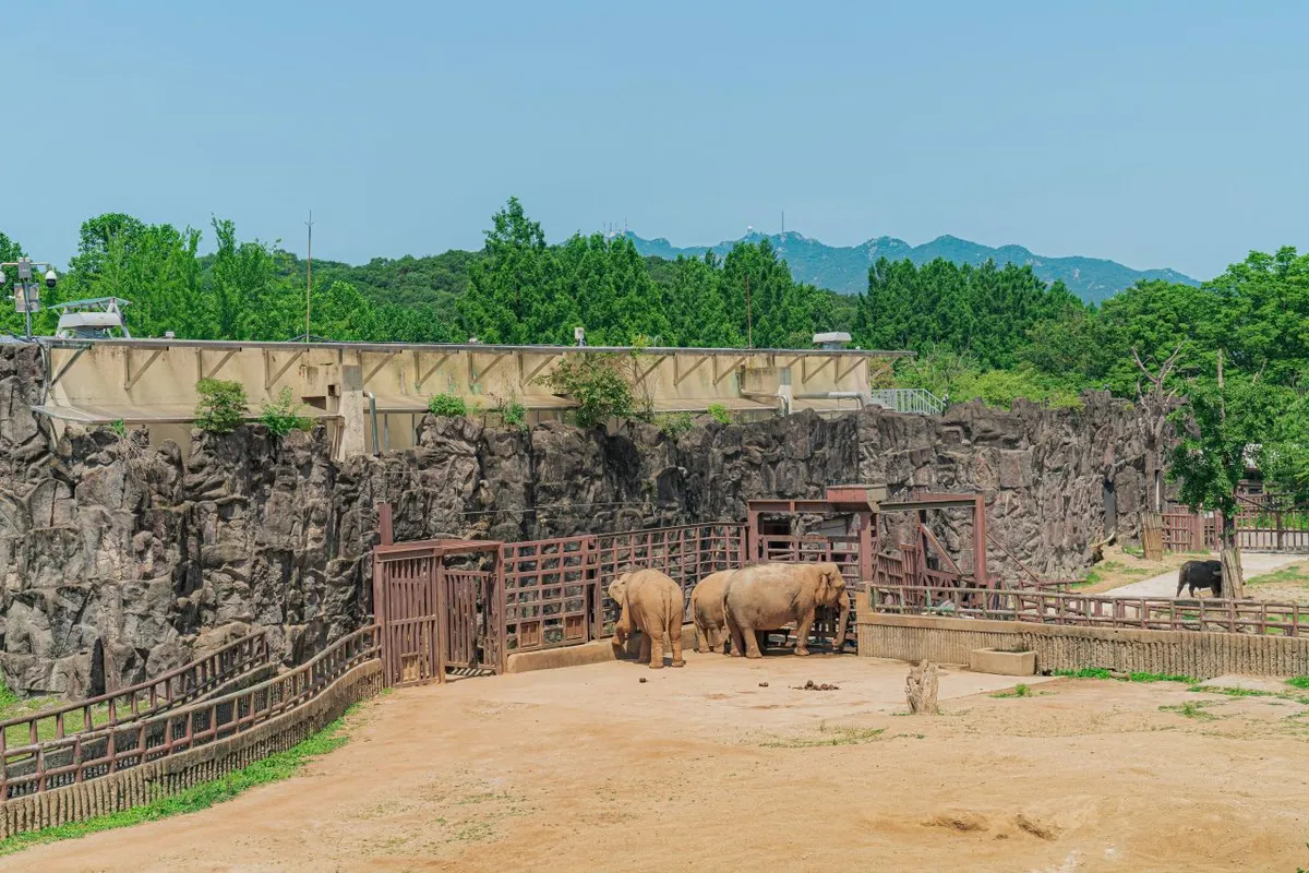 Two Asian elephants on sandy ground beside a rock wall at Seoul Grand Park