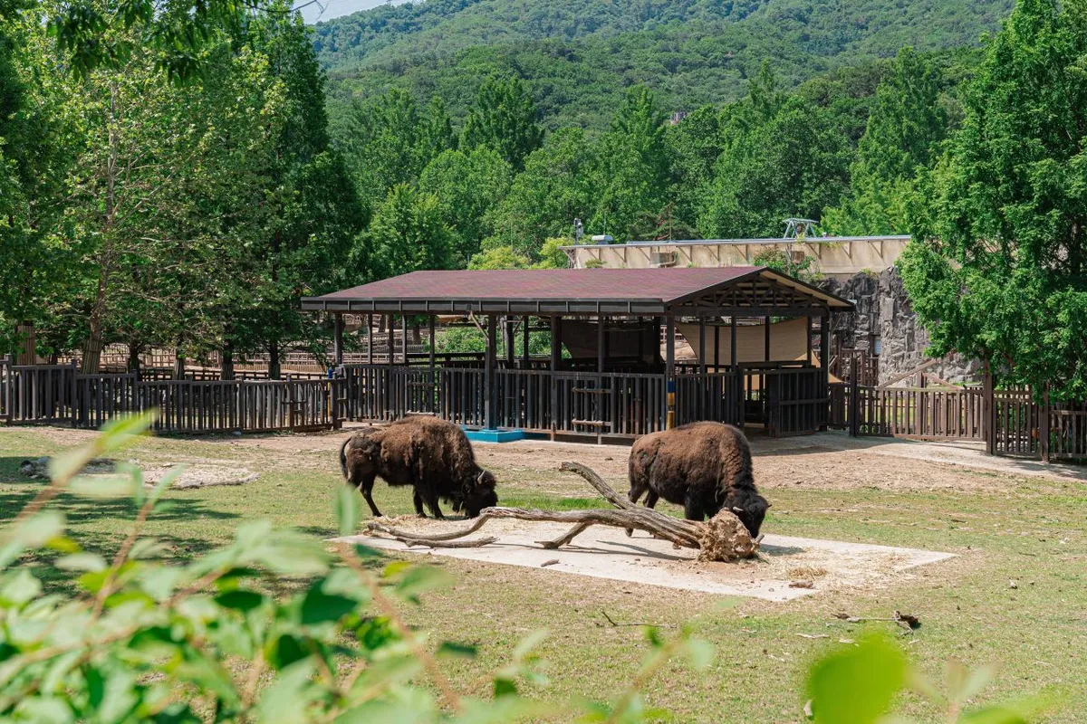 American bison grazing in a grass enclosure at Seoul Grand Park