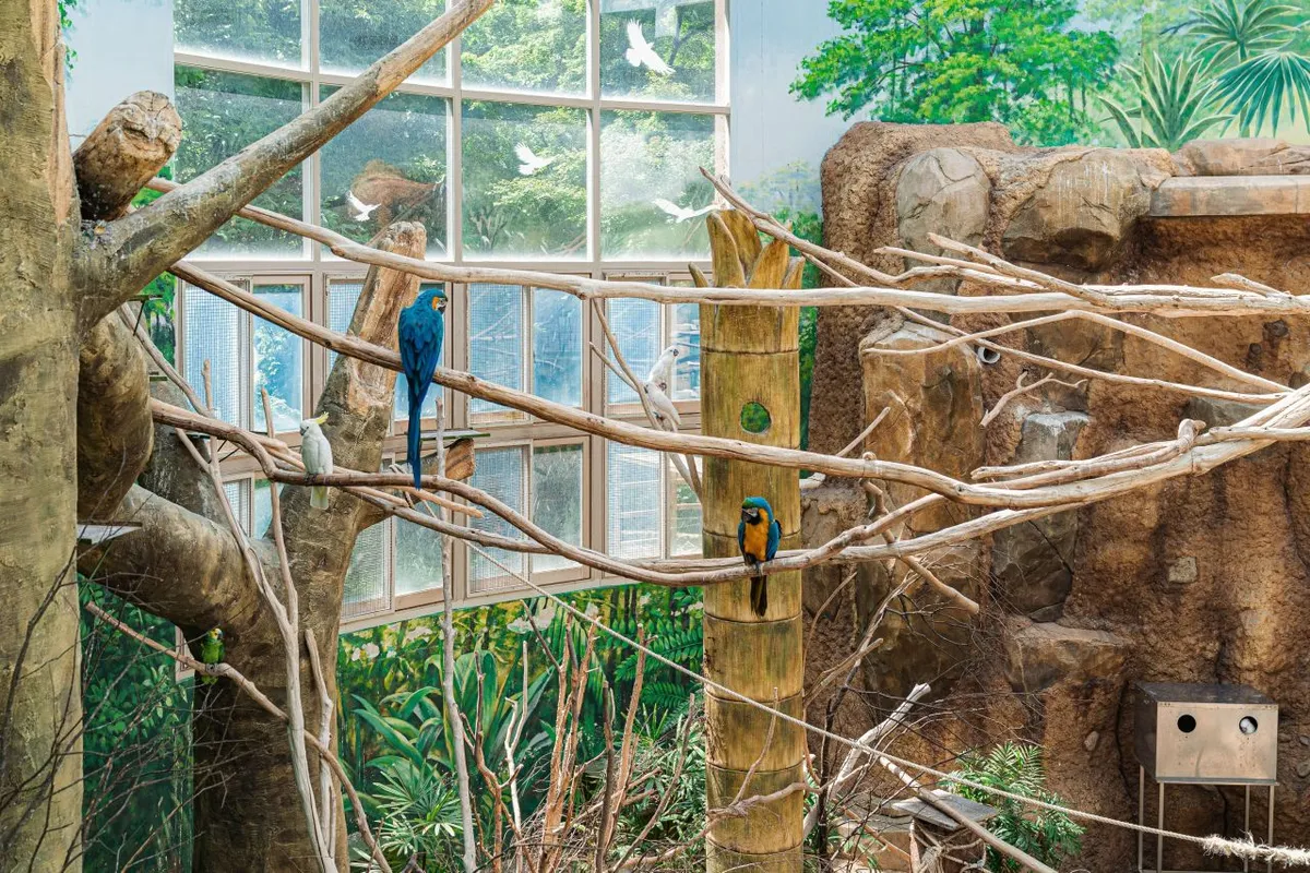 Blue-and-yellow macaws perched on a branch at Seoul Grand Park