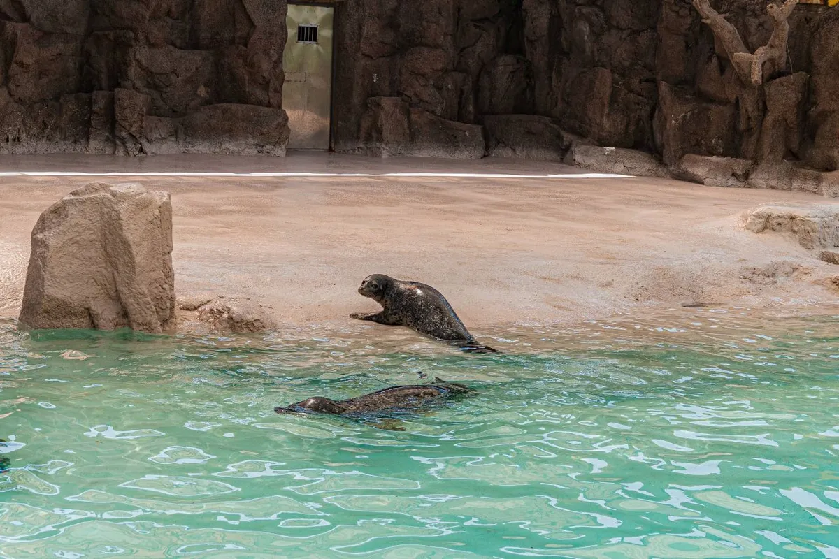 Spotted seals beside a pool at Seoul Grand Park
