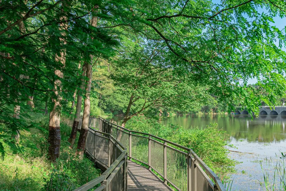 Wooden boardwalk curving beside the lake beneath trees at Seoul Grand Park