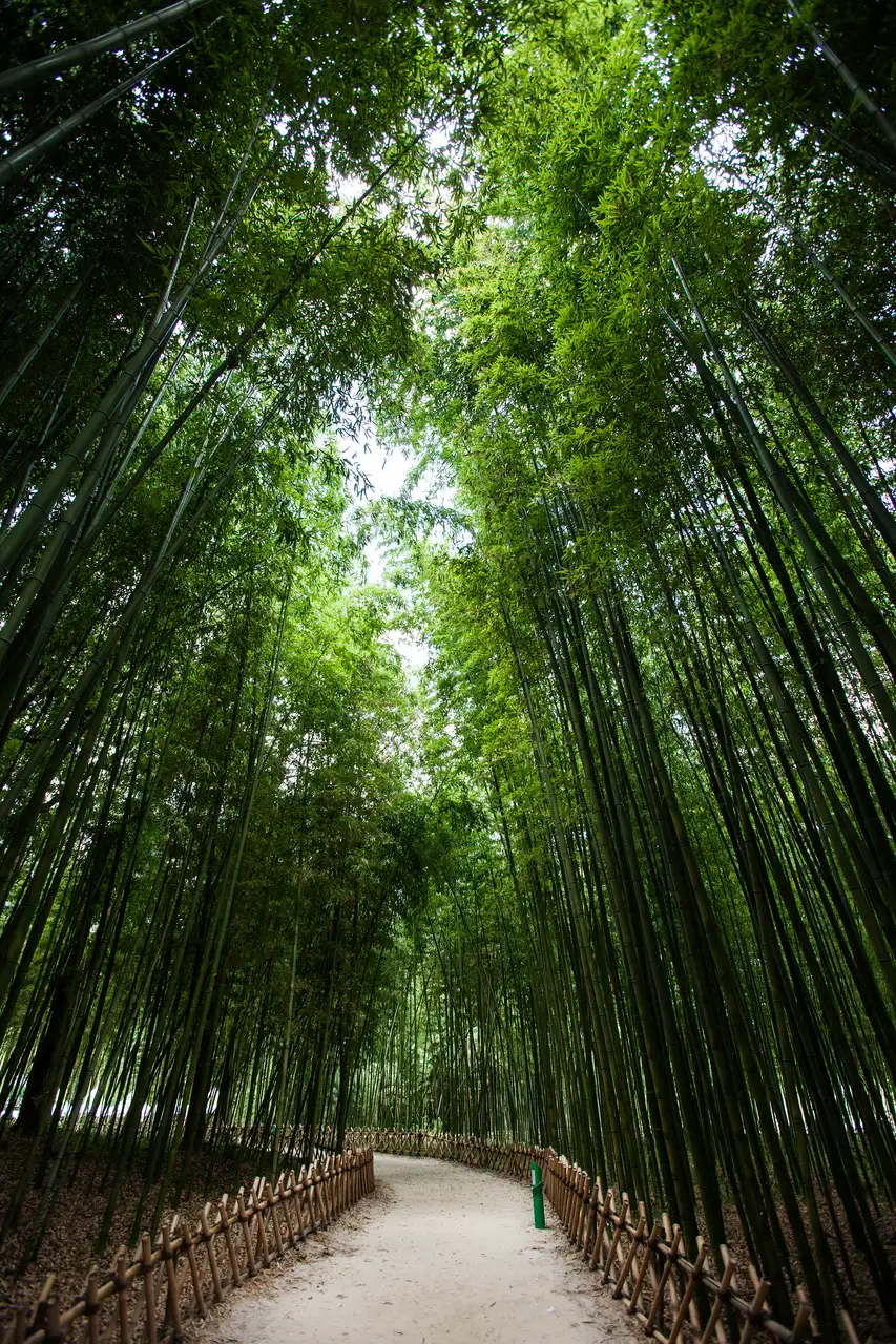 Bamboo-lined path in Simni Bamboo Grove at Taehwagang National Garden