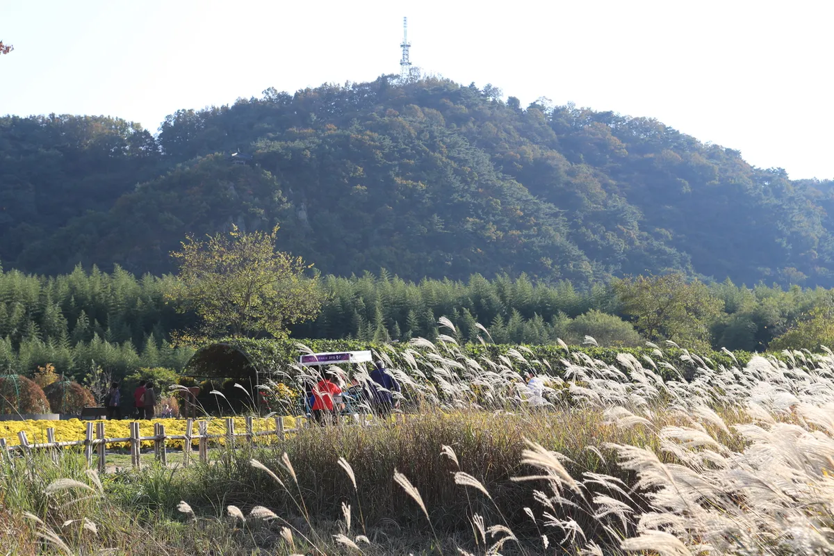 Reed-lined garden path at Taehwagang National Garden in Ulsan