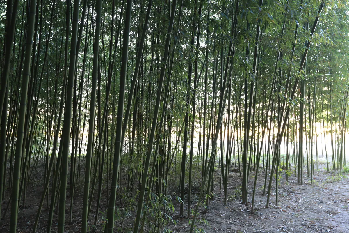 Taehwa River bamboo grove in Ulsan for hotel area planning