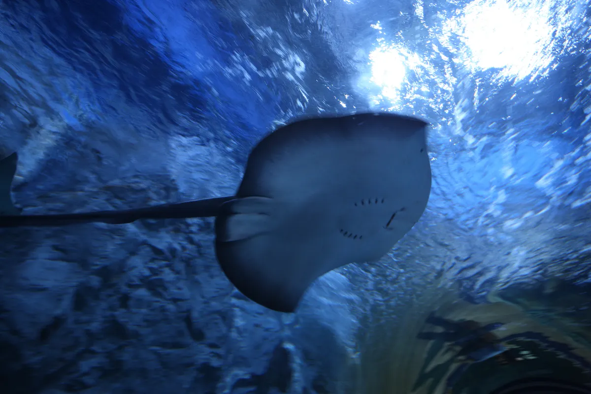 Ray swimming above the main aquarium viewing area at Aqua Planet Yeosu